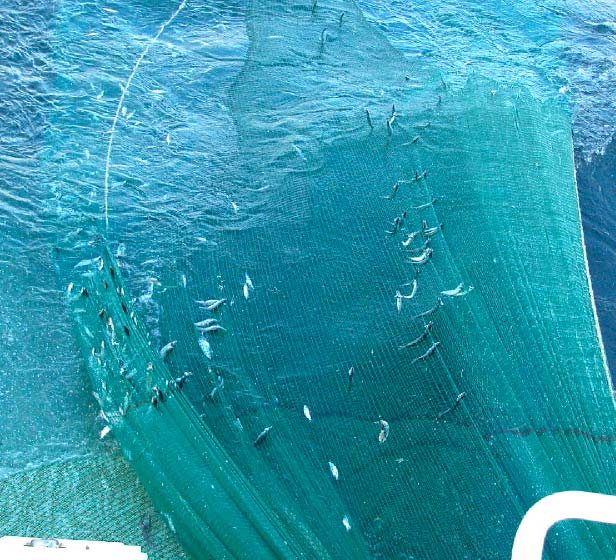 18 fisken prøver å komme ut av trålen etterhvert som den innsnevres mot sekken. Dette kan unngås ved å bruke mindre masker i aktuelle områder.