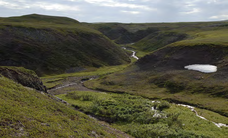 Under: De vanligste vegetasjonstypene på Varangerhalvøya, og noen planter som karakteriserer de.