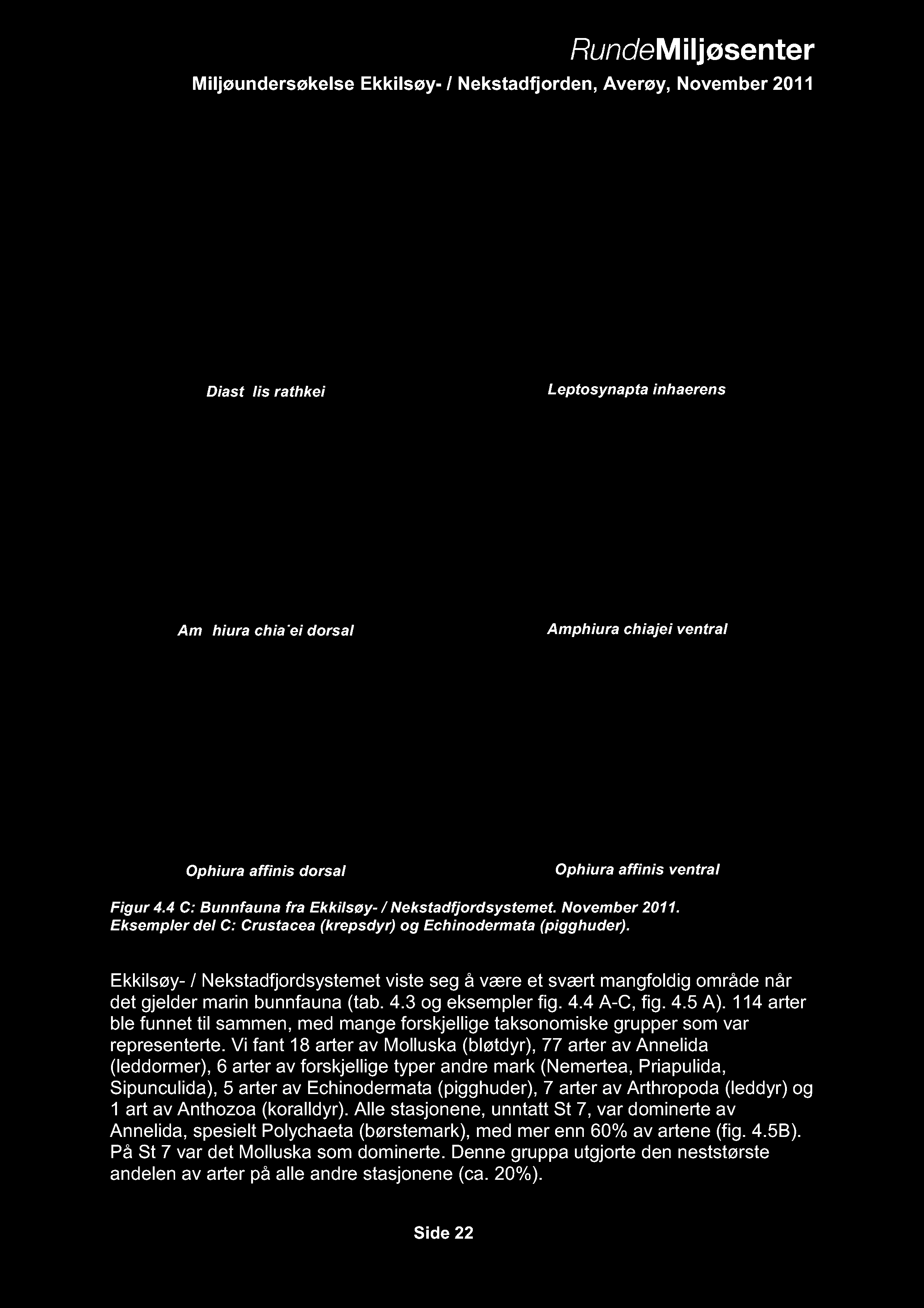 4.3 og eksempler fig. 4.4 A-C, fig. 4.5 A). 114 arter ble funnet til sammen, med mange forskjellige taksonomiske grupper som var representerte.