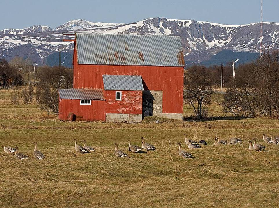 Landbruk og gås i kulturlandskapet en mulig