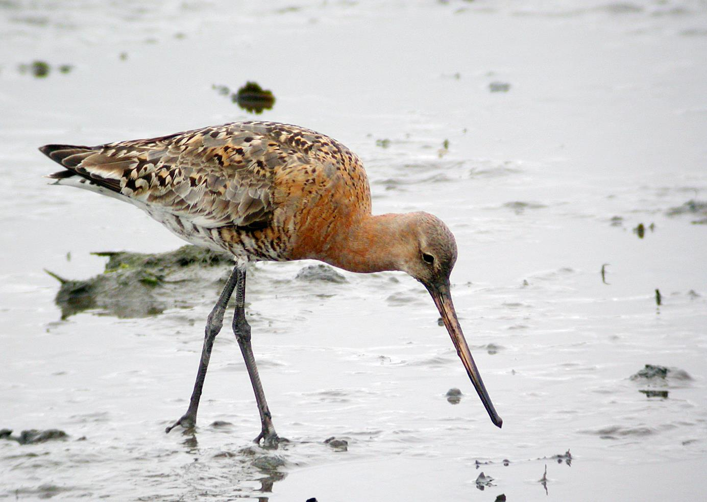 INNLEDNING Svarthalespoven Limosa limosa er en av Norges aller sjeldneste hekkefugler. En liten populasjon av den sørlige underarten L. l. limosa hekker på Jæren i Rogaland, mens den islandske underarten L.