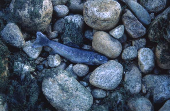 Figur 5. Strandet aureunge (Foto: Jan Henning L Abee-Lund).