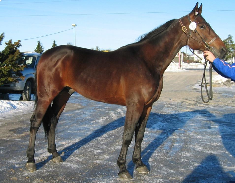 MO MONET HANOVER (US) : 999 Regnr.: US-VL 67 Farge: brun Høyde: 59 cm Eier: Trotters AS 74 Trondheim Oppdretter: USA Hingsteholder: Gry Kanstad Gamle Kongevei 8 8 Bodø Tlf.