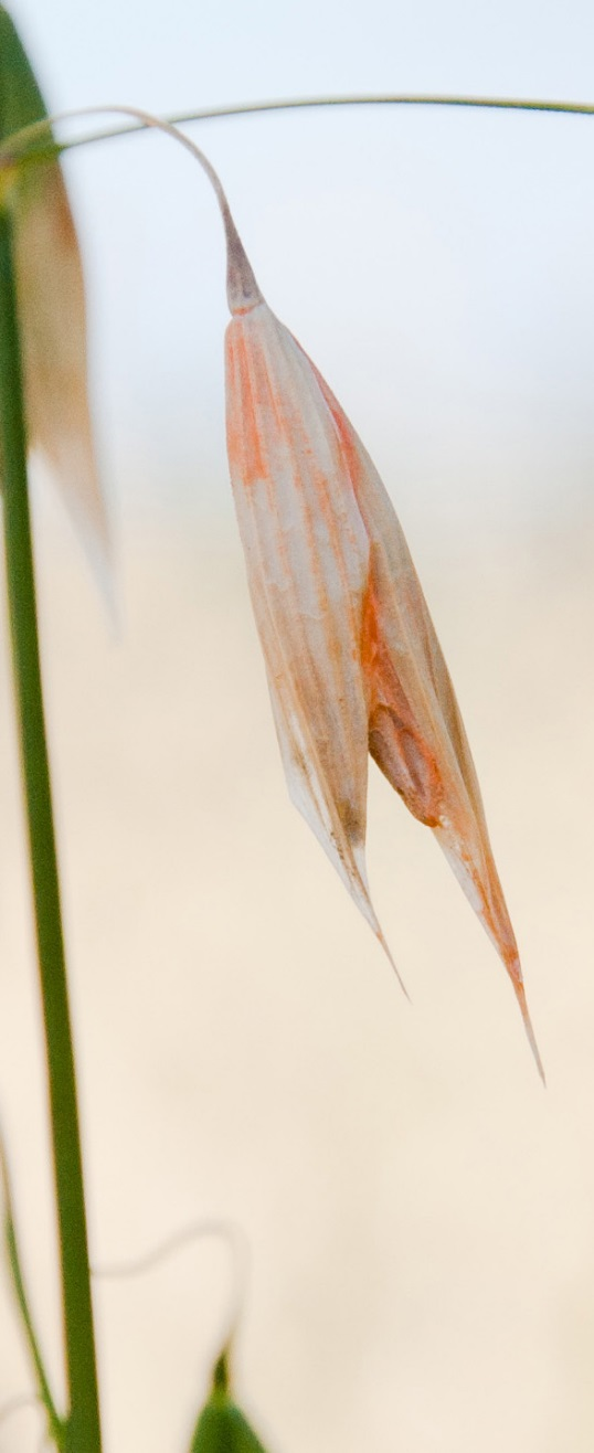 Fusarium og mykotoksiner ved ulik