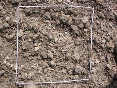 Effekt av ulike jordarbeidingsregimer og halmbehandling på inokulum potential (IP) av Fusarium spp. IP= X Relative soil area covered with residues after sowing % Fusarium spp infested residues F.