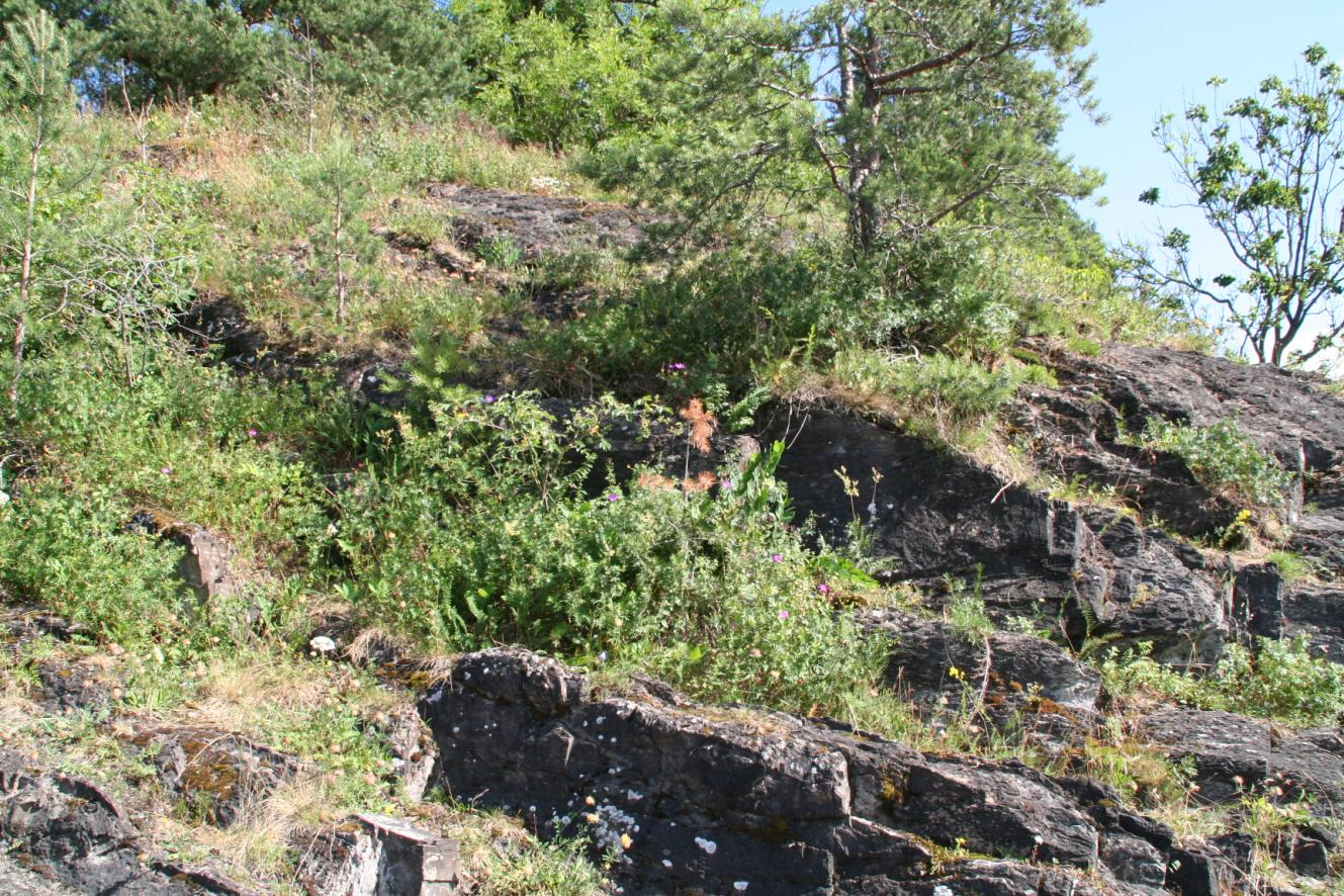 Figur 12 Dellokalitet 1 på Kalvøya. (Foto: Jan Wesenberg/Sweco Norge AS) Populasjon av dragehode Ca 17-20 individer. Flora Totalt kartlagt 33 arter (se liste).