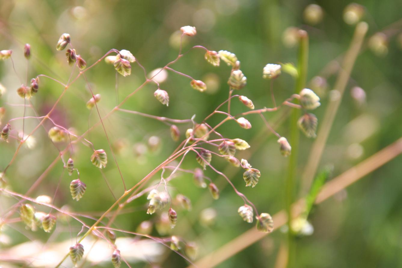 fjellrapp kantkonvall sølvmure geitved steinnypegruppa bringebær hjorterot grasstjerneblom aksveronika stemorsblom fjellodnebregne Poa alpina Polygonatum odoratum Potentilla argentea Rhamnus