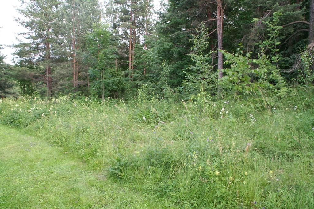 Figur 20 Dragehodelokalitet nr. 5 på Kalvøya. (Foto: Jan Wesenberg/Sweco Norge AS) Populasjon av dragehode Ca 10 individer. Populasjonen ser foreløpig vital ut, men neppe noen særlig nyetablering.