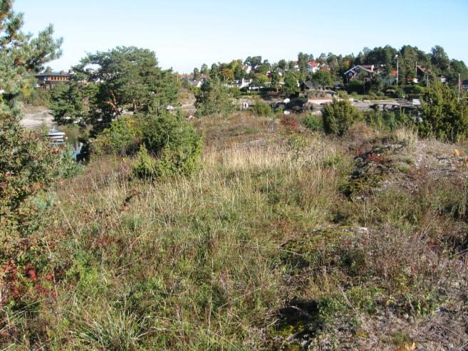 Grunnlendt kalkmark Dragehodepopulasjonen vurderes å vokse i tilknytning til grunnlendt kalkmark.