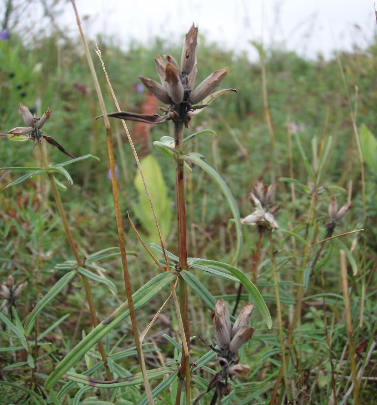 Figur 29 Dragehode i frukt på Krokholmen. (Foto: Jan Wesenberg/Sweco Norge AS) Flora Totalt 70 arter notert (se liste).