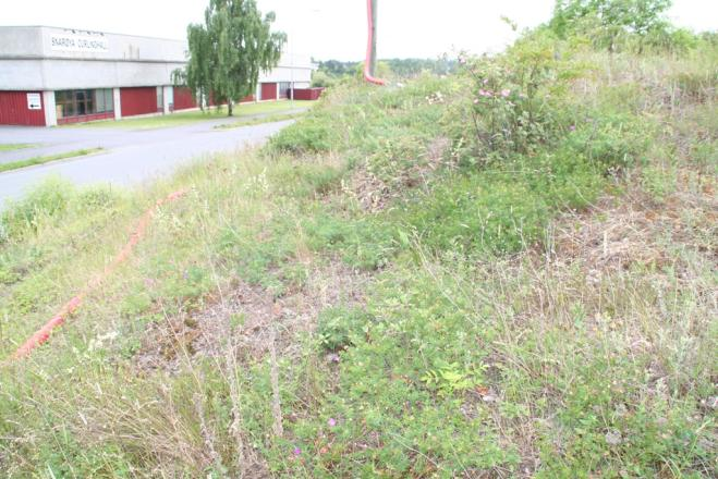 I den vestre delen av lokaliteten er det en synlig diabasgang, med arter som grå sølvmure, flerårsknavel, olavsskjegg og sauesvingel. Sørskråninga har store områder med dominerende strandløk.