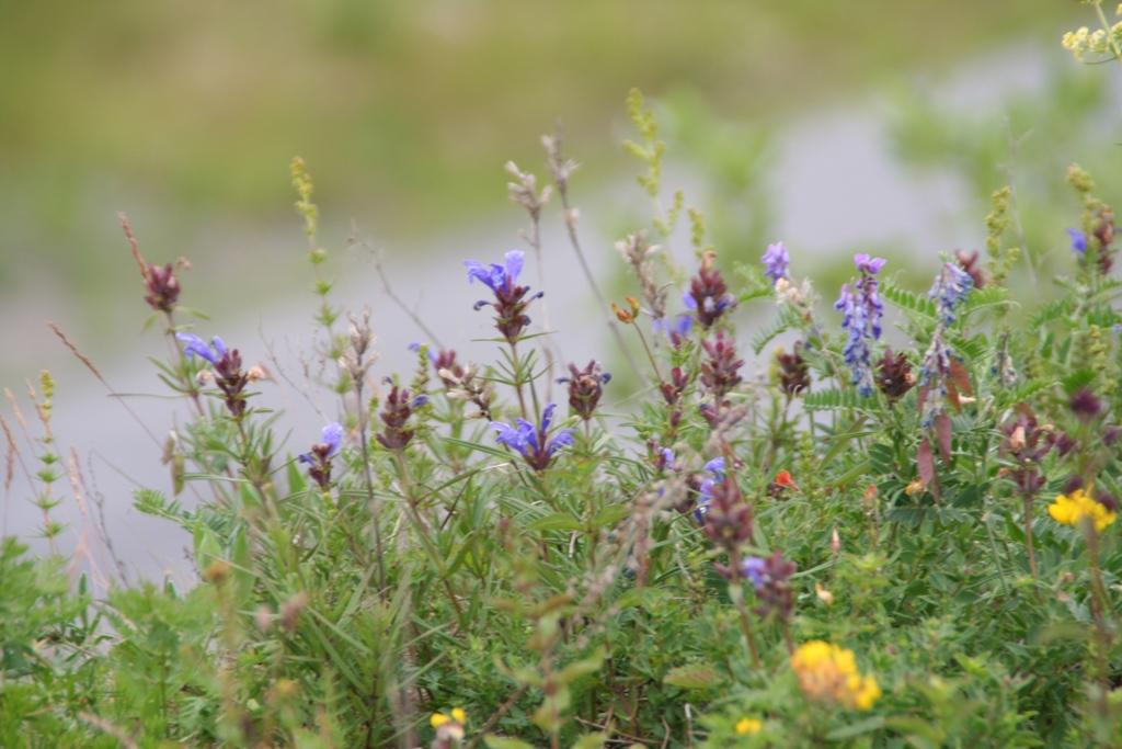 bergmynte pastinakk smaltimotei gjeldkarve flatrapp sølvmure steinnypegruppa hvitbergknapp hjorterot nikkesmelle harekløver rødkløver Origanum vulgare Pastinaca sativa Phleum phleoides Pimpinella