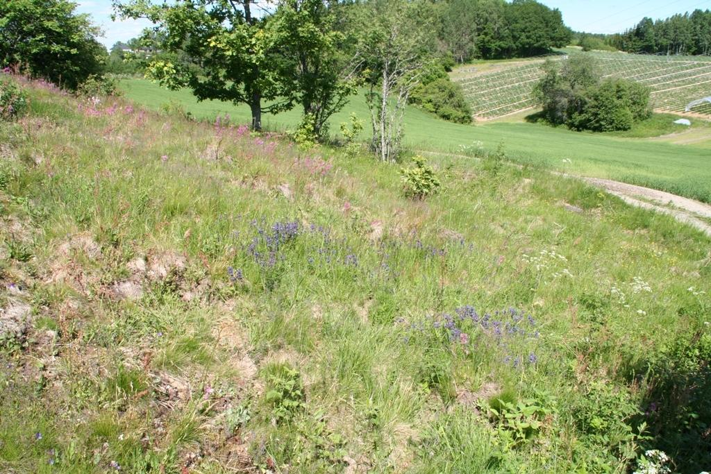 Figur 41 Dragehode i lokaliteten ved Horgen. (Foto: Jan Wesenberg/Sweco Norge AS) Karakteristikk Lokaliteten utgjør en østvendt grunnlendt knaus med tynt og usammenhengende sandig jordsmonn.