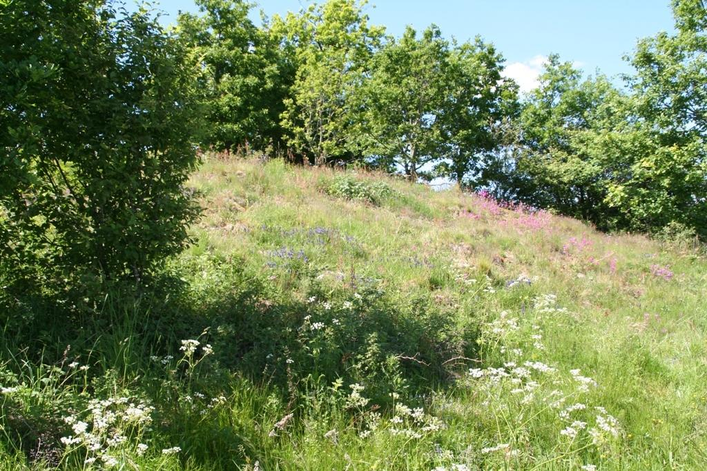 Figur 42 Innslag av hundekjeks i dragehodelokaliteten ved Horgen.