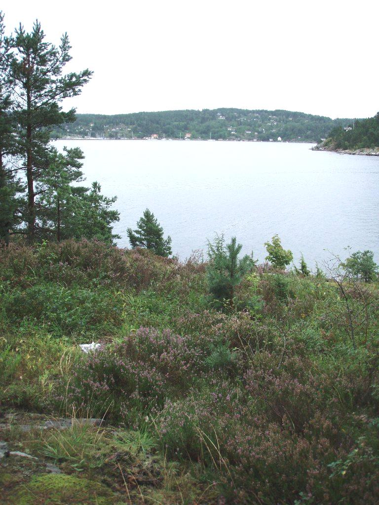 Bruksstatus, tilstand og skjøtselsbehov Dragehodepopulasjonen vokser i en hyttehage, og nedre grense går naturlig ved delvis vertikal bergkant.