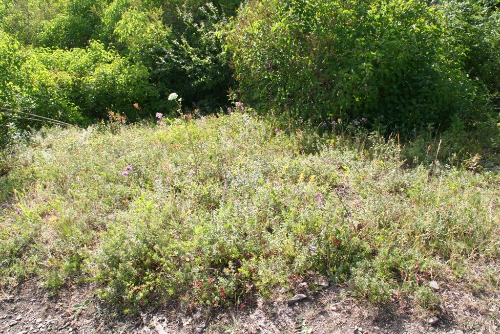 Figur 59 Dragehodepopulasjon ved stitråkk. (Foto: Jan Wesenberg/Sweco Norge AS) Grunnlendt kalkmark Dragehodepopulasjonen vurderes å vokse i tilknytning til grunnlendt kalkmark.