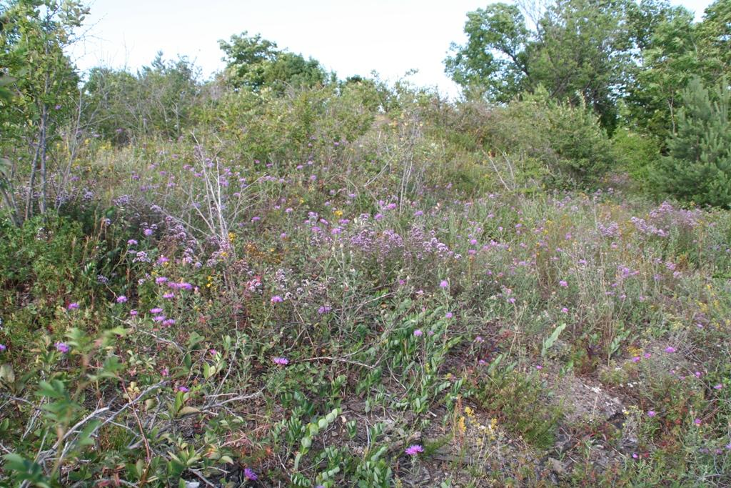 Figur 60 Dragehodepopulasjon i tørrbakke på Bleikøya.