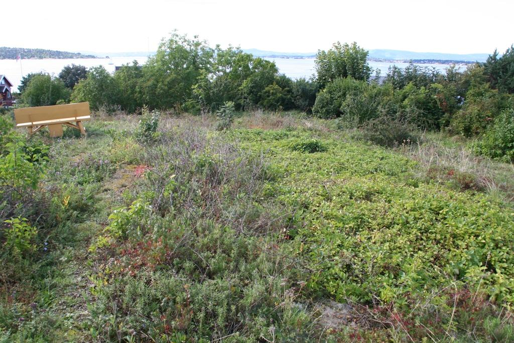 gravbergknapp dunkjempe fjellrapp kantkonvall sølvmure kanelrose hjorterot syrin bakketimian aksveronika Phedimus spurius Plantago media Poa alpina Polygonatum odoratum Potentilla argentea Rosa