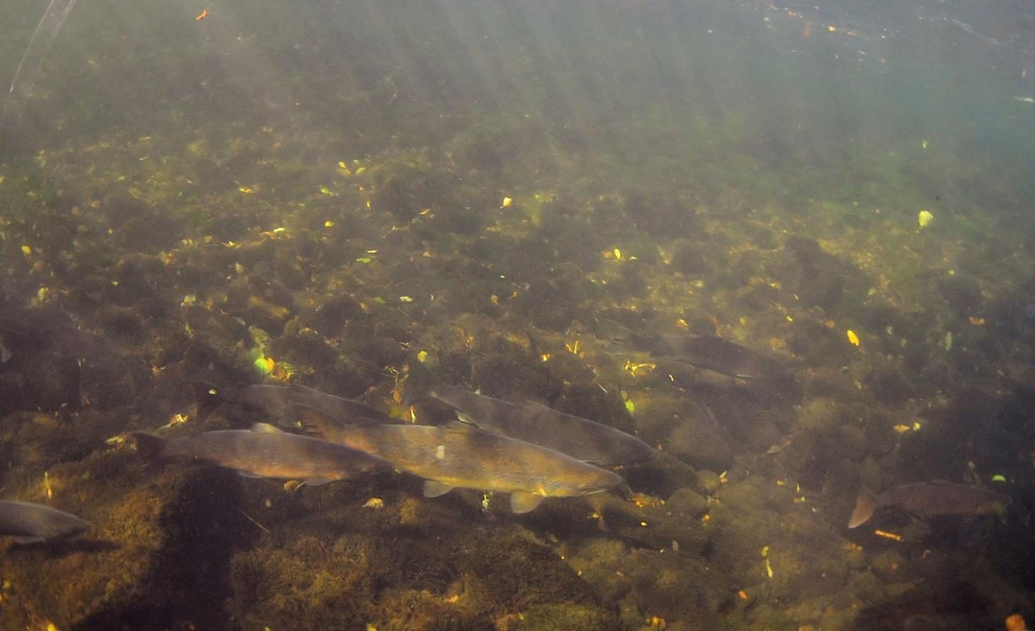 Figur 8.7. Antall gytefisk per 100 m elv av villaks registrert under gytefisktellingene i Sørelva, Nordelva og Etneelva nedstrøms samløpet i perioden 2010 2015. Data fra: Uni Research Miljø 2016.