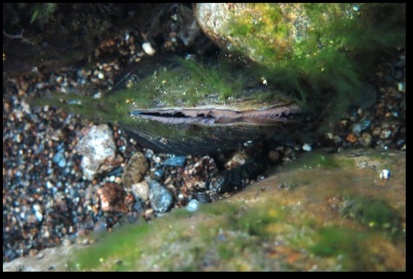 Figur 8.27. En av de to elvemuslingene som ble funnet i Sørelva i oktober 2015. Foto: Finn R. Gravem. 8.2.5 Ferskvannslokaliteter I Sørelva finnes det store arealer som kan betegnes som lokaliteter med viktige fiskebestander.