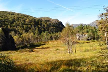 Figur 6-6 Myrområde på vei opp til Hjørnåsvatnet, sett fra sør.