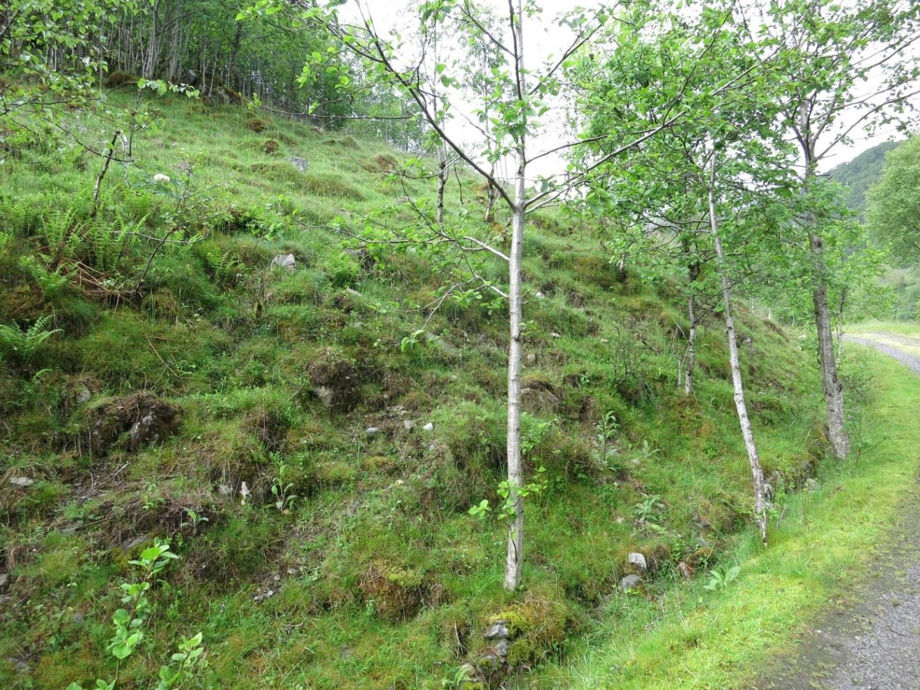 etasjemose og vegetasjonstypen settes til småbregneskog A5 med innslag av lavurtskog B1. Typisk er bringebær og andre noe næringskrevende arter i veikant.