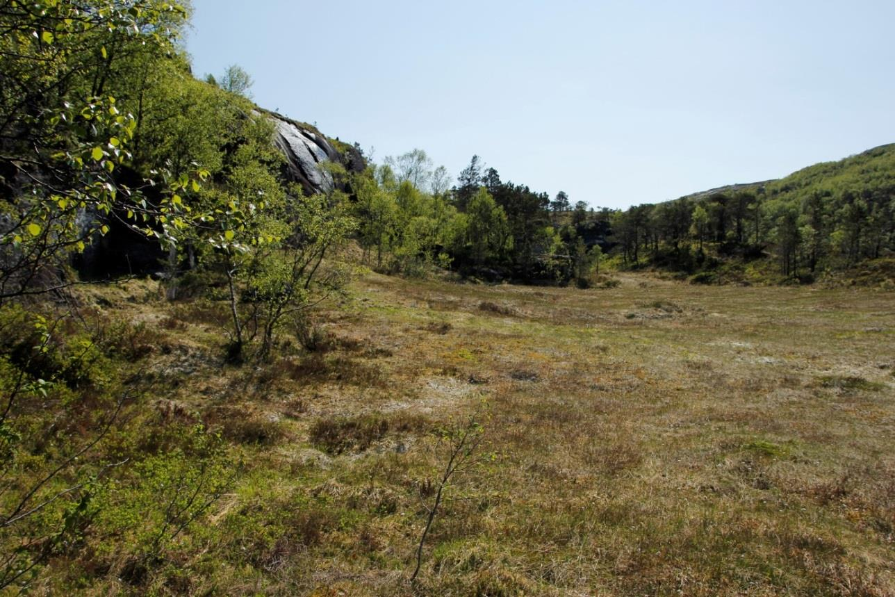 Figur 7-13 Myr i tippområde nord Skarstøl Tippområde sør Området er en forsenkning i terrenget; fastmattemyr med liten bekk i sentrum omkranset av bjørkeskog med en del eldre trær, innslag av furu,