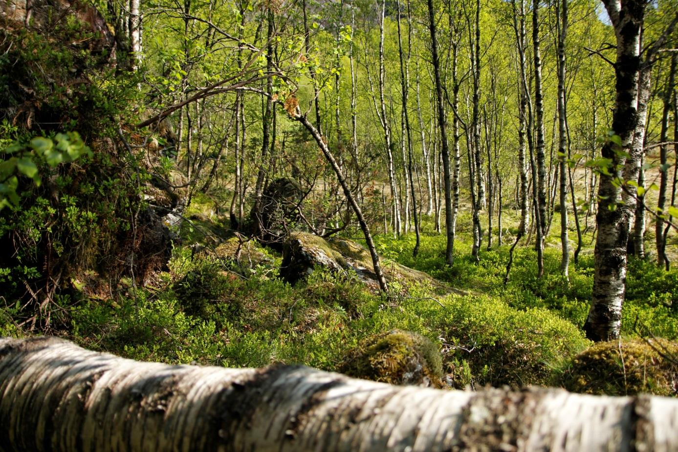 Figur 7-14 En del død ved, bjørk og rogn av større dimensjoner i blåbærskogen i tippområde sør ved Skarstøl 7.2.