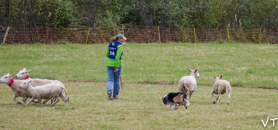 Gjeterhund 2015 Til venstre: Sissel Modin med Storm, deltager i NM og beste unghund i fylket. Over: Karianne Buer med Step, deltager i NM og kvalifisert til EM som Young Handler 2015.