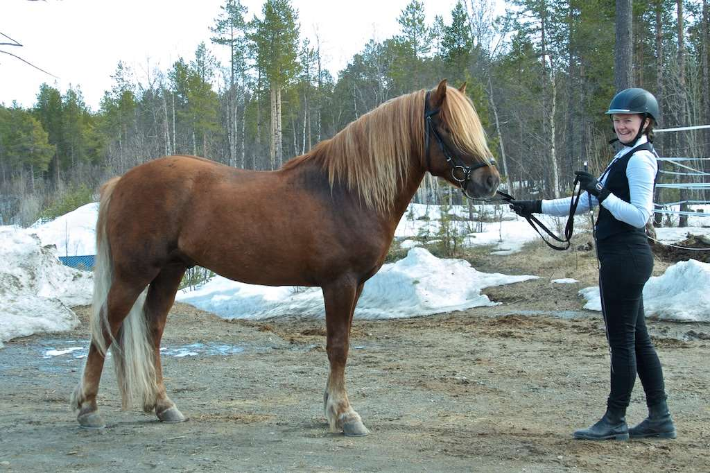 KÅRING FOR HINGSTER 2016 Kr.