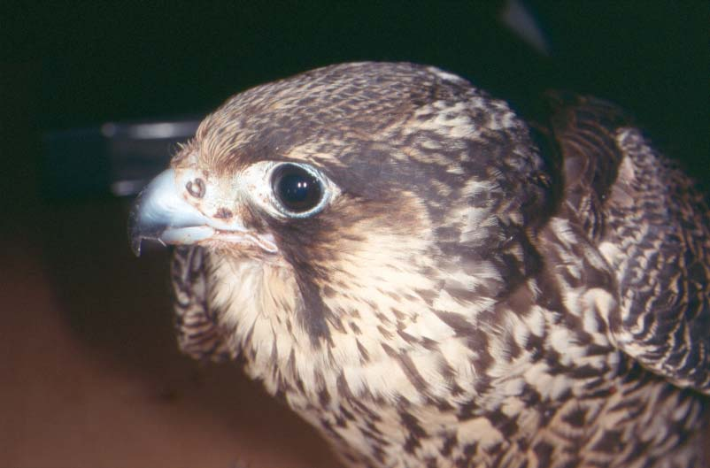 Jan Ingar I. Båtvik NATUR I ØSTFOLD 25(1-2) 2006 Vandrefalk var den eneste nye merkarten for ØRG i 2005, en hunnfugl som var rekonvalesent i noen uker før den igjen fi kk friheten tilbake.