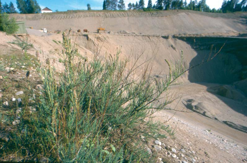 NATUR I ØSTFOLD 25(1-2) 2006 Nils Orderud til minne Klåved fra Monaryggen i Eidsberg, 26.6.2001, en av Nils Orderuds nyoppdagelser i Østfold. (Foto forf.