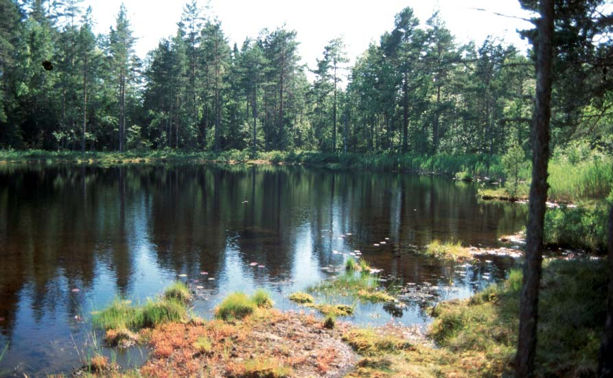 Ingvar Spikkeland m.fl. NATUR I ØSTFOLD 25(1-2) 2006 Fig. 2. Dyvelen helt sørøst i Marker er eksempel på en grunt, fi sketomt skogstjern med tilnærmet nøytralt vann.