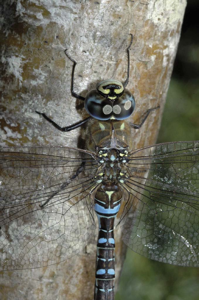 Ove Bergersen NATUR I ØSTFOLD 25(1-2) 2006 Fig. 4. Høstøyenstikker Aeshna mixta, bildet viser en hann fra Skipstadkilen, Hvaler 15. september 2006. Foto: Morten Günther, Bioforsk.