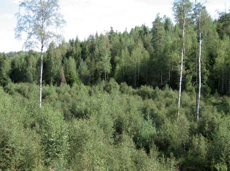 Tidligere hogstfelt mellom Fuglenesseter og Askedalen