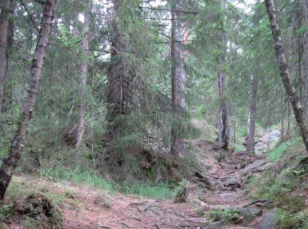 NATUR I ØSTFOLD 25(1-2) 2006 Åslandskapet omkring Linnekleppen Fig. 33.