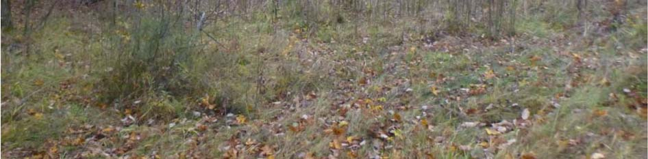 1 Bebyggelse og bomiljø Den nærmeste bebyggelsen har eiendomsgrense til dagens stasjon. 6.2 Naturmiljø Arealene rundt dagens stasjon ble befart 30.10.2015 av naturforvalter Eirik Bjerke Thorsen.