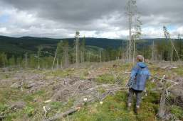 Beitetrykk (MB/km2) Endringer i beitetrykk og skogutvikling siste 60 år: 180 160 140 120 100 80 60 40 20 0 Fra Austrheim mfl.