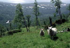 Endringer i beitetrykk og skogutvikling siste 60 år: Høyt og variabelt beitetrykk: Beitetrykk (MB/km2) 180 160 140 120 100 80 60 40 20 X Hjortevilt Husdyr Redusert antall utmarksbeitende husdyr i