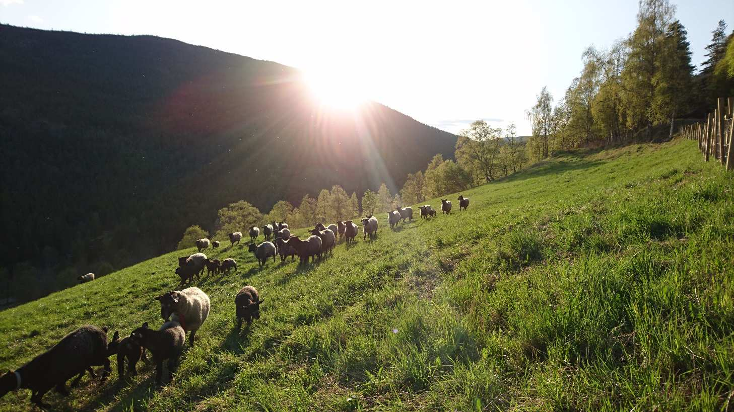 Omlegging av drift fra ku til sau -Hvorfor sau? Egen interesse og (begrensede) kunnskap.