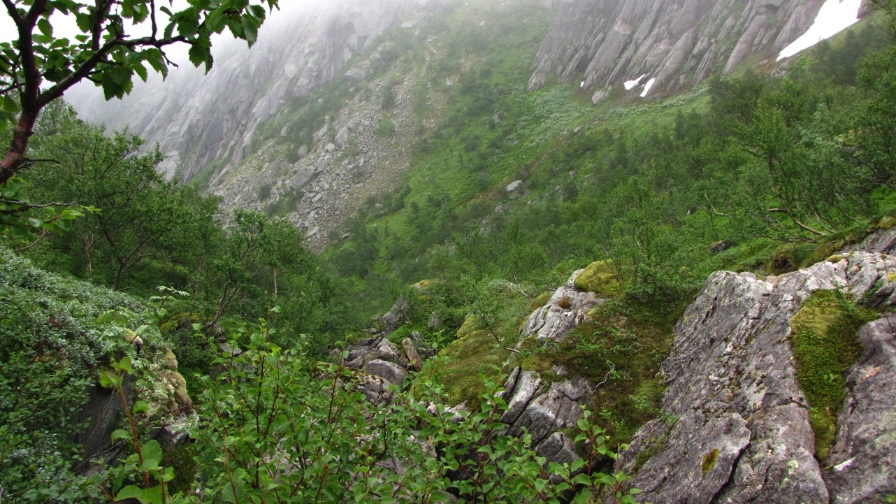 Kraftutbygging i Sørdalselva, Rødøy Biologiske utredninger Ecofact rapport 249 Figur 9. Nordboreal bjørkeskog i øvre deler av rørgatetraséen.