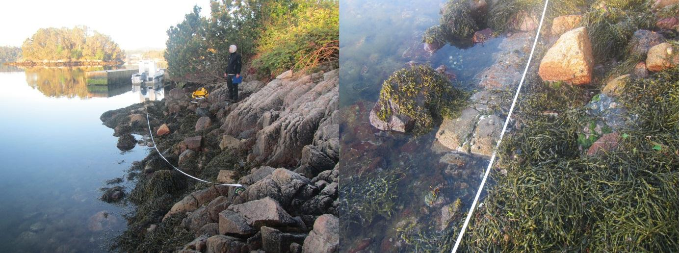 Strandsonen på stasjonen i Innværsfjorden består av oppsprukket fjell og mindre steinblokker og ligger relativt beskyttet, med moderat bølgeeksponering.