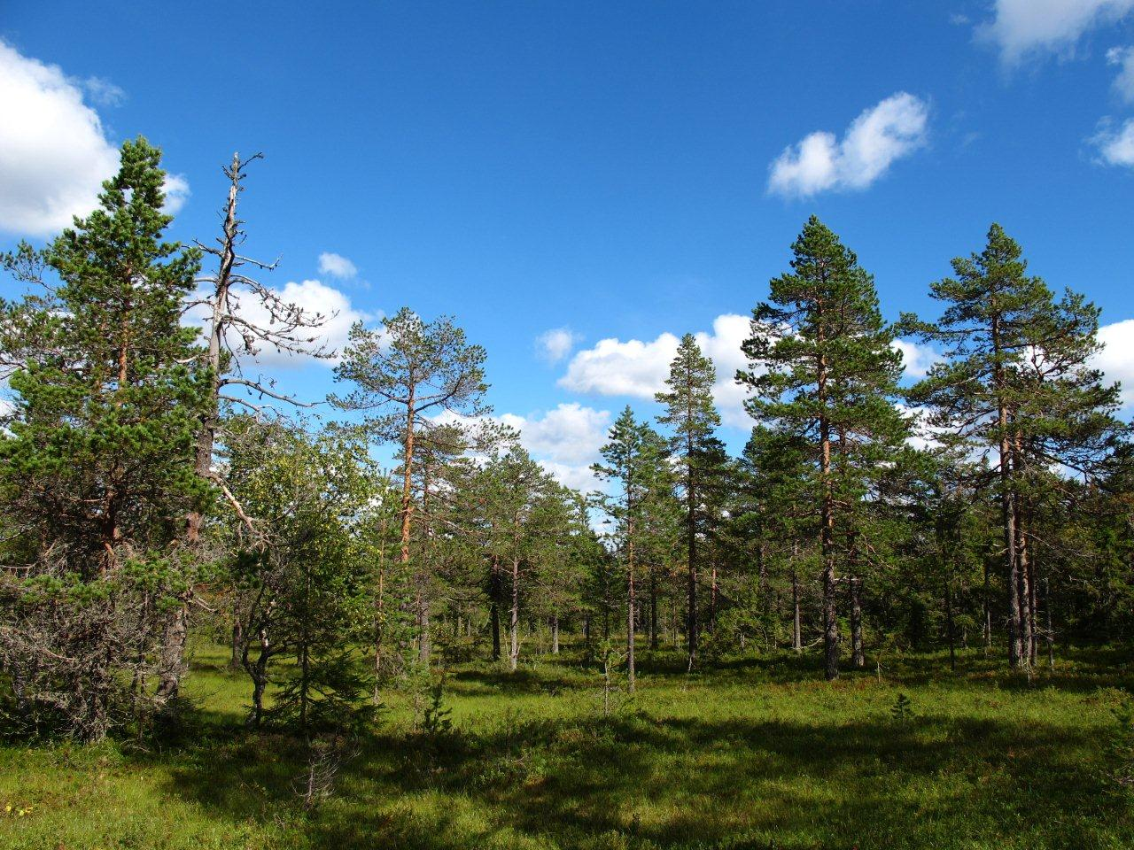 Bilder fra området Verdensløpet Typisk