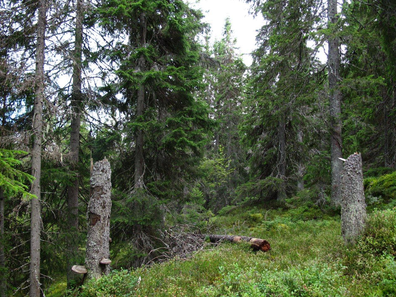 Foto: Tom Hellik Hofton Mye av området er skog-