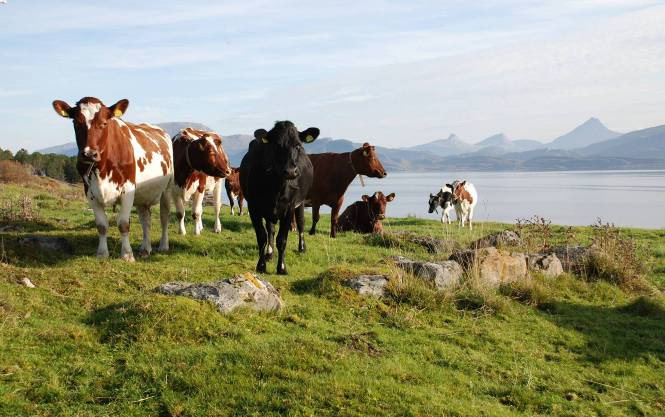 2 Gras- og melkeproduksjon og beitedyr er en grunnleggende forutsetning for at kulturlandskapet på Skei og Skeisnesset skal bestå. Skipsleia mellom Leka og fastlandet i bakgrunnen.