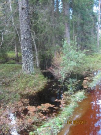 2011. Etter samling fra drensgrøfter og ved start av bekk.