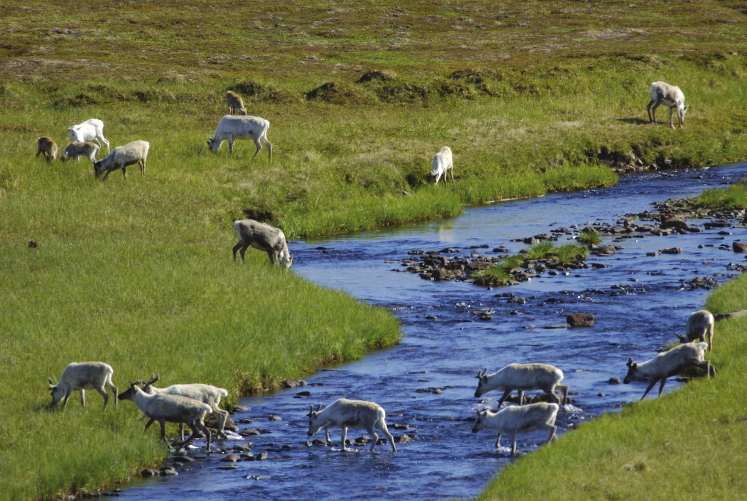 20 Dokument nr. 3:12 2003 2004 Reinsdyr ved elv på fjellvidde mellom Hamningberg og Vardø.