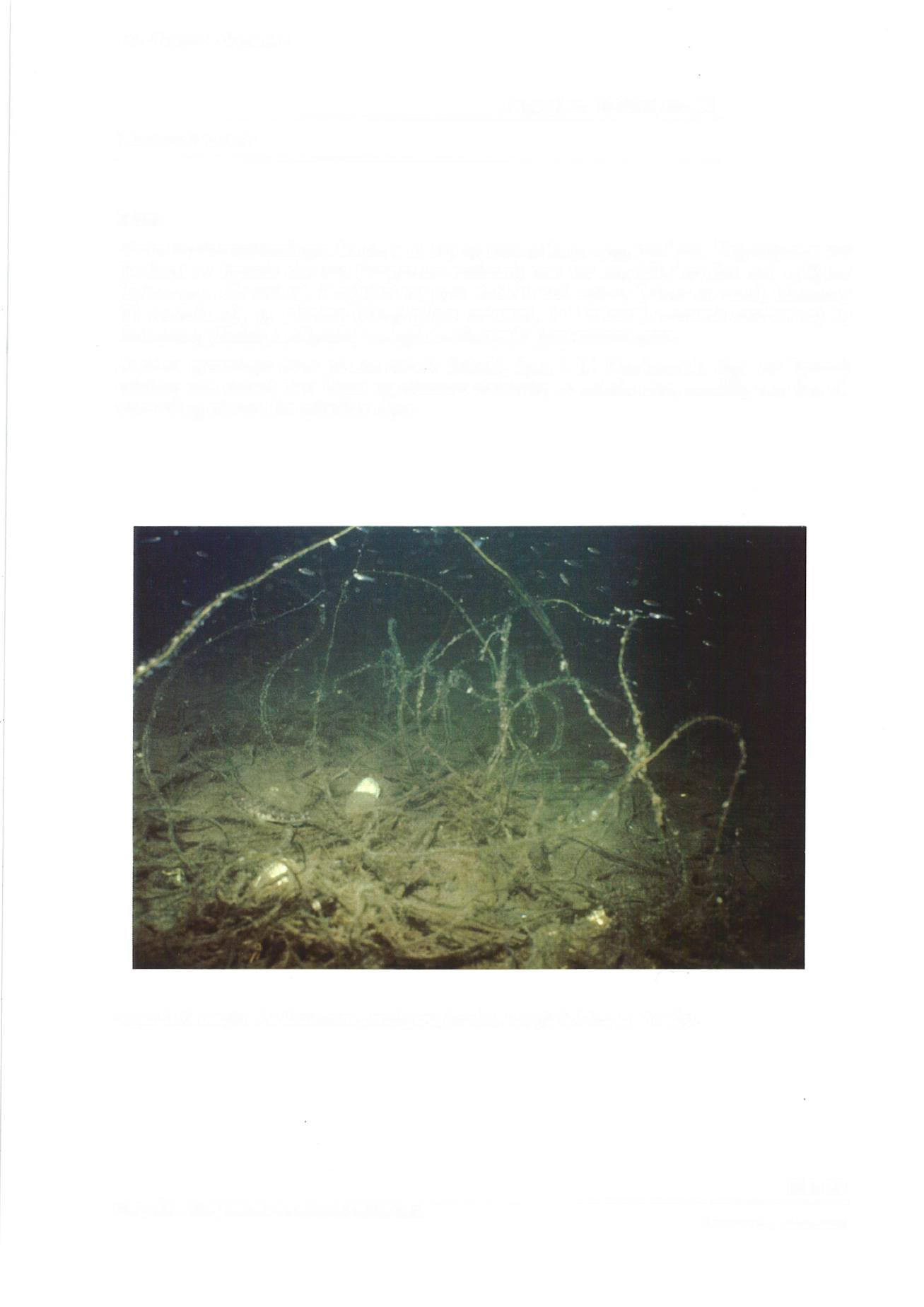 Flora Startet dykkerregistreringen fra ca. 7 m dyp og svømte langs rygg mot land.