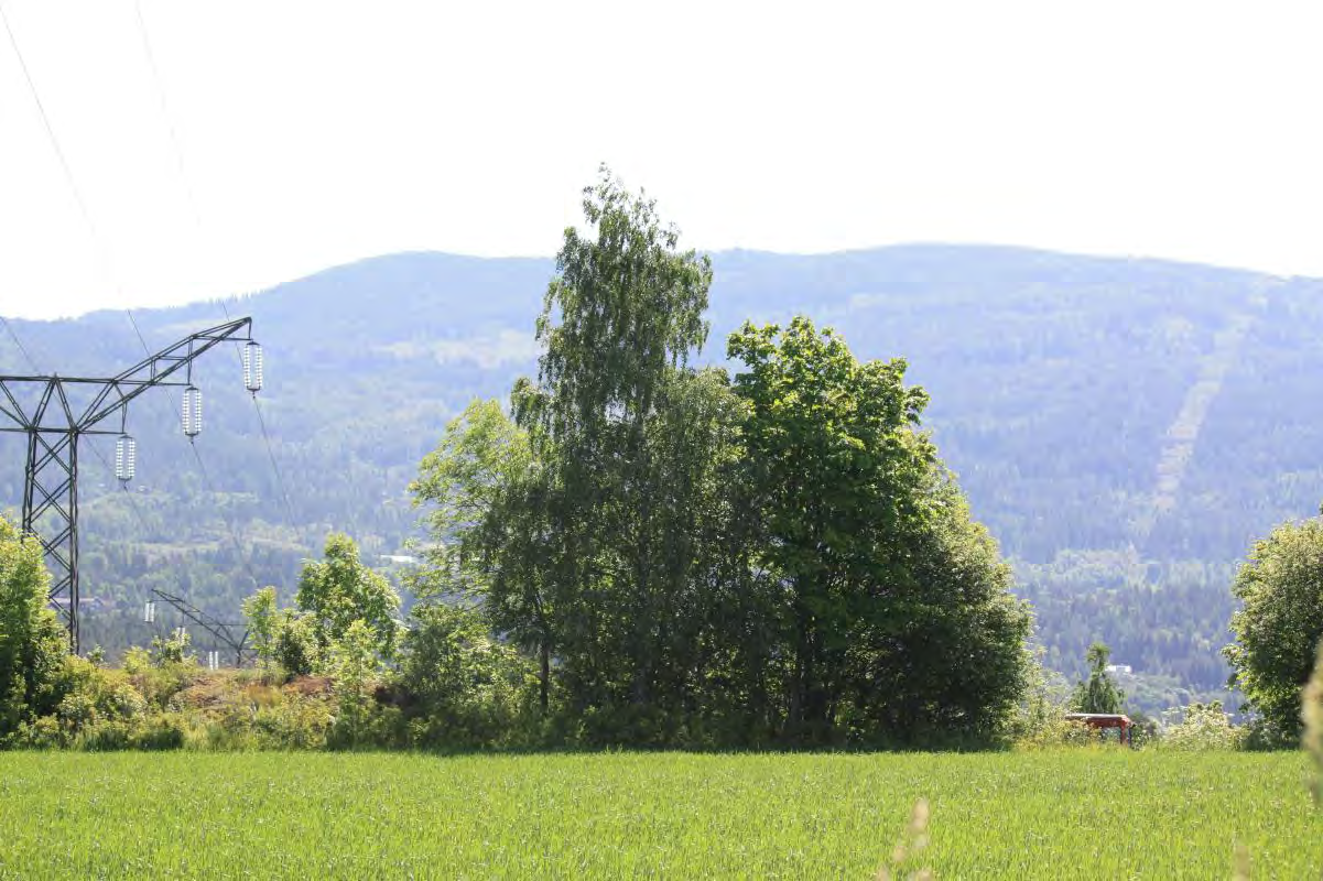 åpent areal. Figur 3-31 Utsikt fra lokalveg mot Åsa-området.