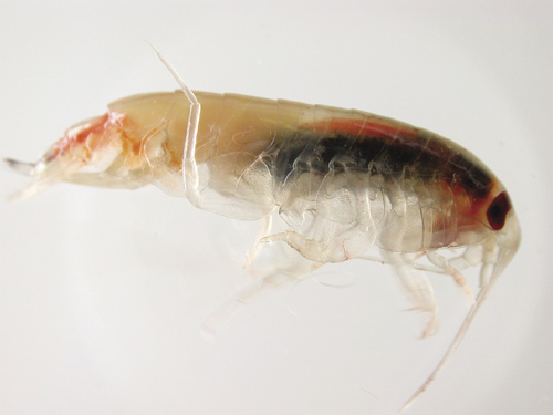 Raudåte, Calanus finmarchicus, og liten krill, Thysanoessa inermis, begge fra våre farvann, er blant de artene som har høyest innhold av fett, opptil 70 % av tørrvekten.